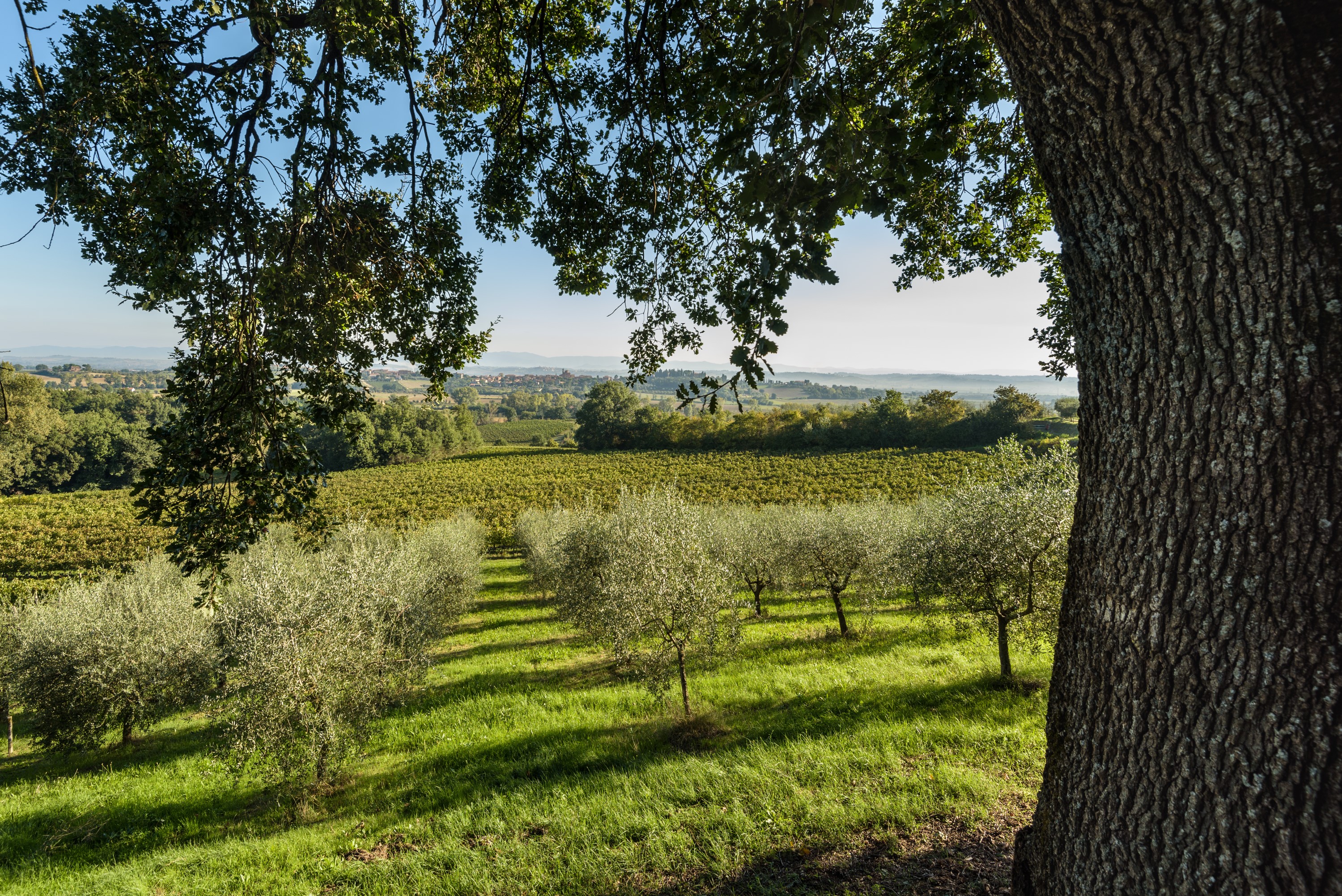 la casa delle querce