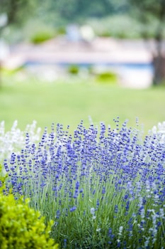 castellina in chianti