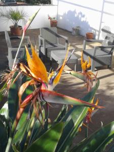 horta