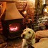 the oak inn staplow