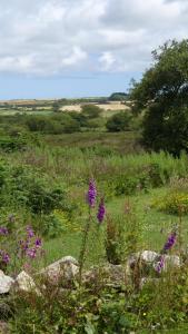 higher trenear farm