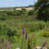 higher trenear farm