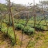 caliraya ecoville recreation and farm resort powered by cocotel