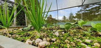 caliraya ecoville recreation and farm resort powered by cocotel
