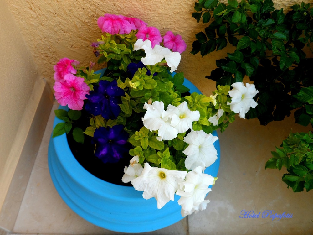 apartments and suites papafotis