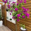 suites jurere internacional
