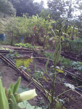 pousada estacao andorinhas