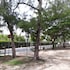 allamanda studios and apartments
