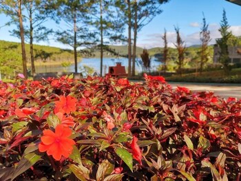 romeo juliet dalat resort