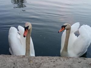 les tonneaux de leure logement insolite