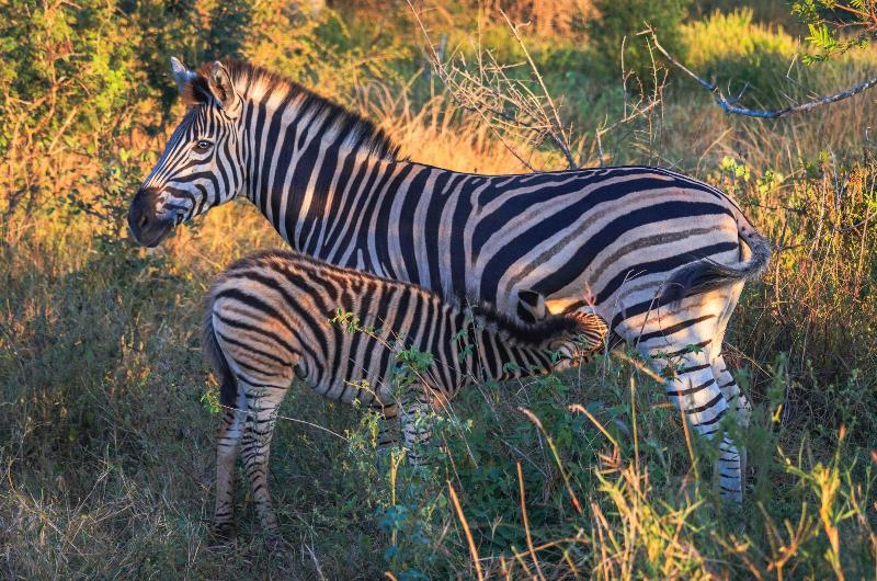 Buckler's Africa Lodge Kruger Park,Komatipoort>>Ehlanzeni,4 star