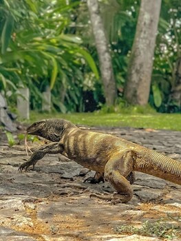 the jungle loft galle