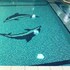 al jazeera hotel apartments llc