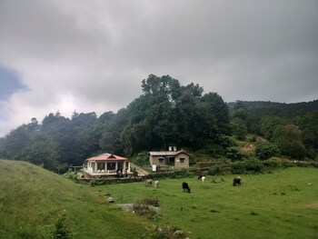 simba jungle lodge binsar wildlife sanctuary