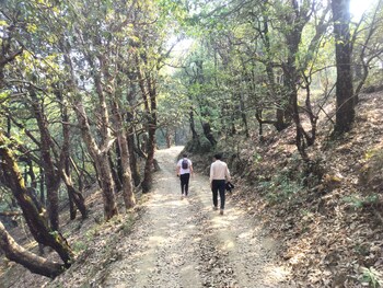 simba jungle lodge binsar wildlife sanctuary