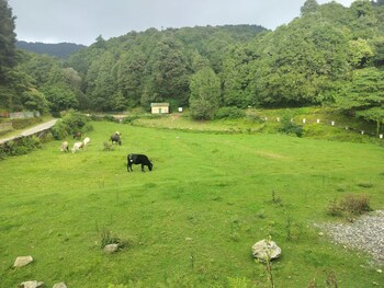 simba jungle lodge binsar wildlife sanctuary