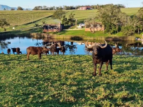 buff and fellow eco cabins