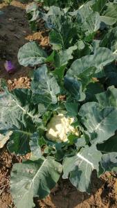 mahamanjushree nagarkot