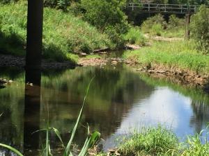 yandina