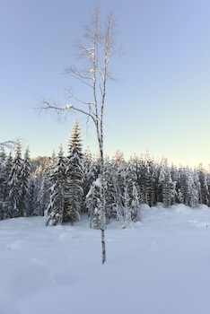 fresh familie hytte hemsedal
