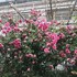 shunyi