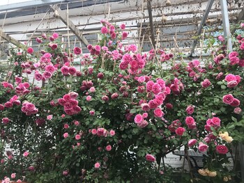 shunyi