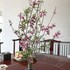 manhongs private courtyard