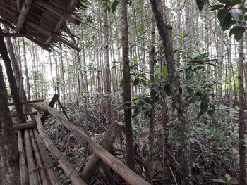 guimaras mangrove guesthouse