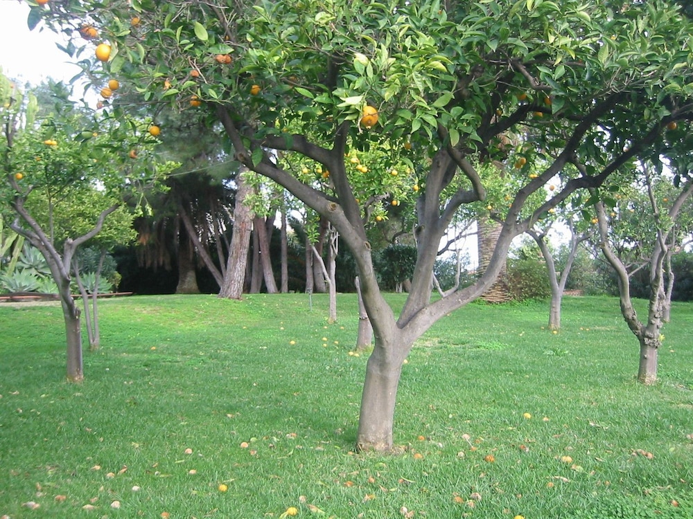 villa delle palme