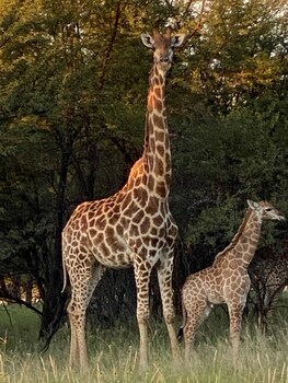 Waterberg Cottages,Boschdraai Farm Vaalwater 0530,3 star