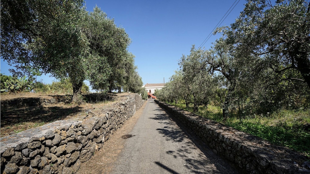 il sentiero degli ulivi