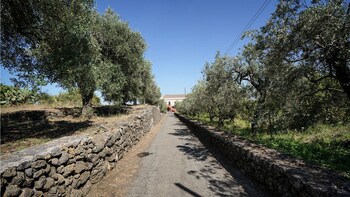 il sentiero degli ulivi