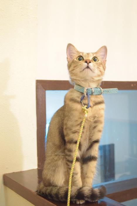 kuramayama kogen guest house urara