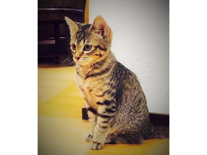 kuramayama kogen guest house urara