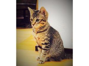 kuramayama kogen guest house urara