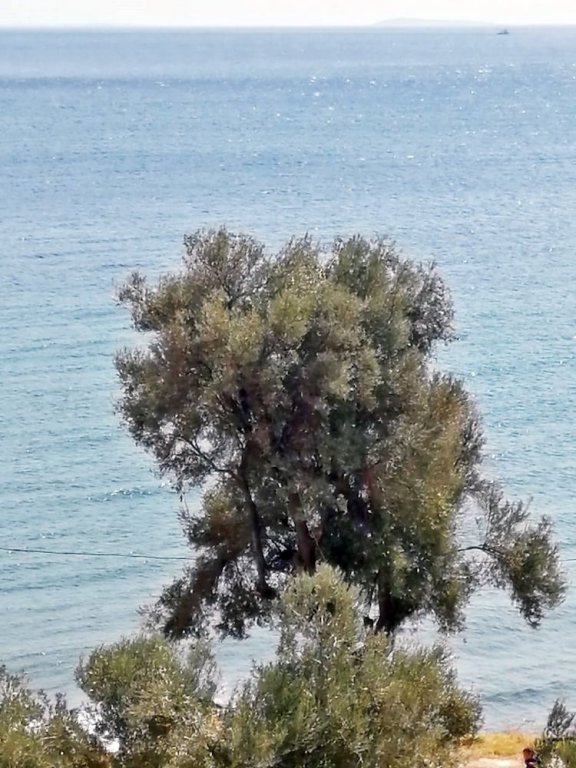 ayvacik