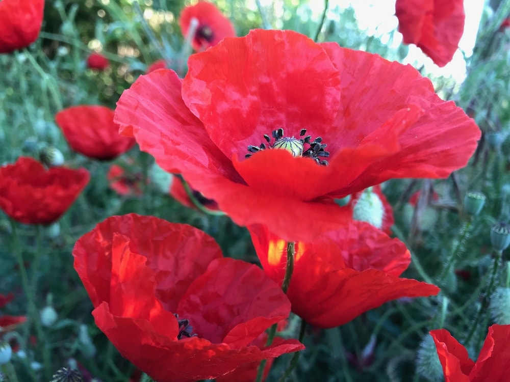 aux coquelicots sauvages chambres dhotes