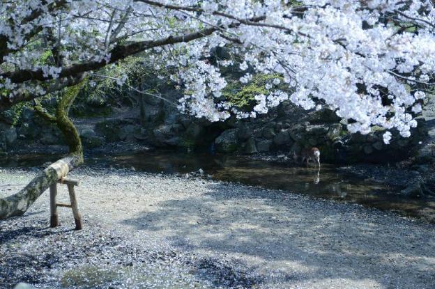 mountain home lodge in deer park