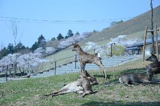 mountain home lodge in deer park
