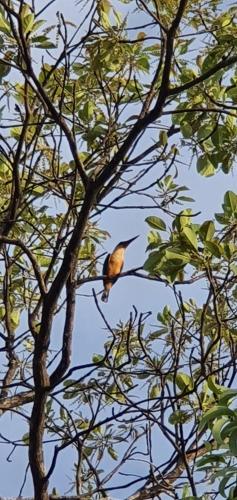 breezy lake eco friendly cabanas yala