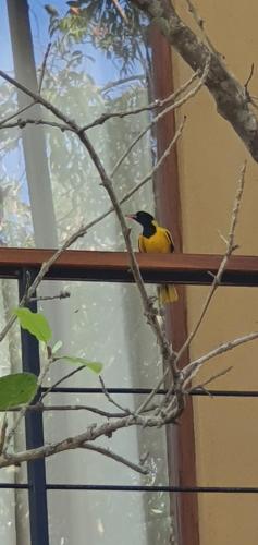 breezy lake eco friendly cabanas yala