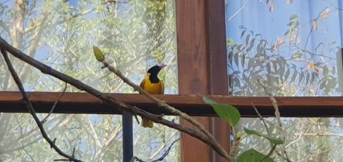 breezy lake eco friendly cabanas yala