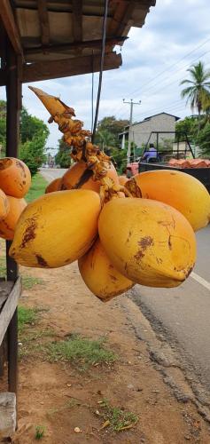 breezy lake eco friendly cabanas yala