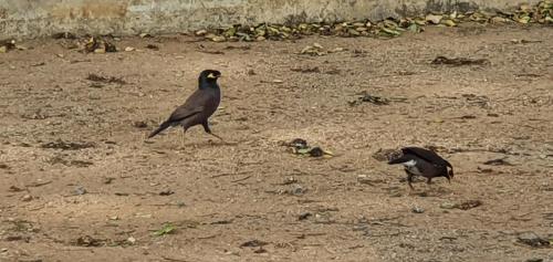 breezy lake eco friendly cabanas yala