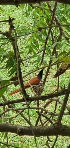 breezy lake eco friendly cabanas yala