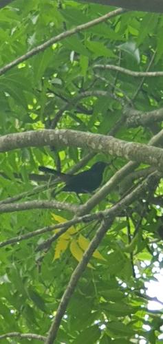 breezy lake eco friendly cabanas yala