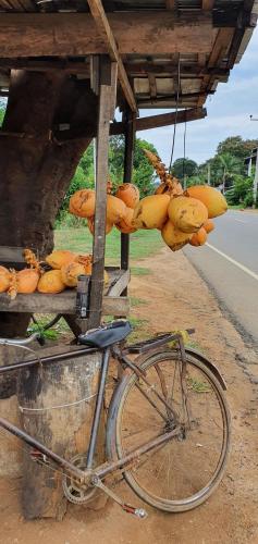 breezy lake eco friendly cabanas yala