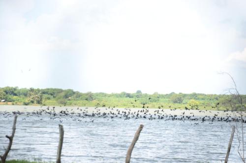 breezy lake eco friendly cabanas yala