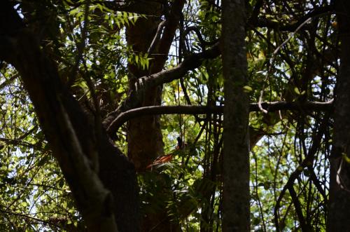 breezy lake eco friendly cabanas yala