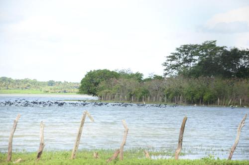 breezy lake eco friendly cabanas yala